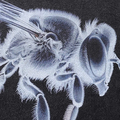 X-Ray Bee Graphic T-Shirt Newgew